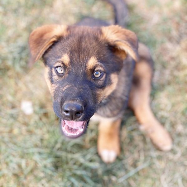 Finn, an adoptable German Shepherd Dog in Hereford, AZ, 85615 | Photo Image 3