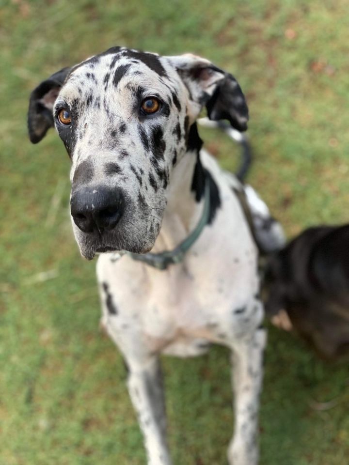 Boon, an adoptable Great Dane in Hereford, AZ_image-2