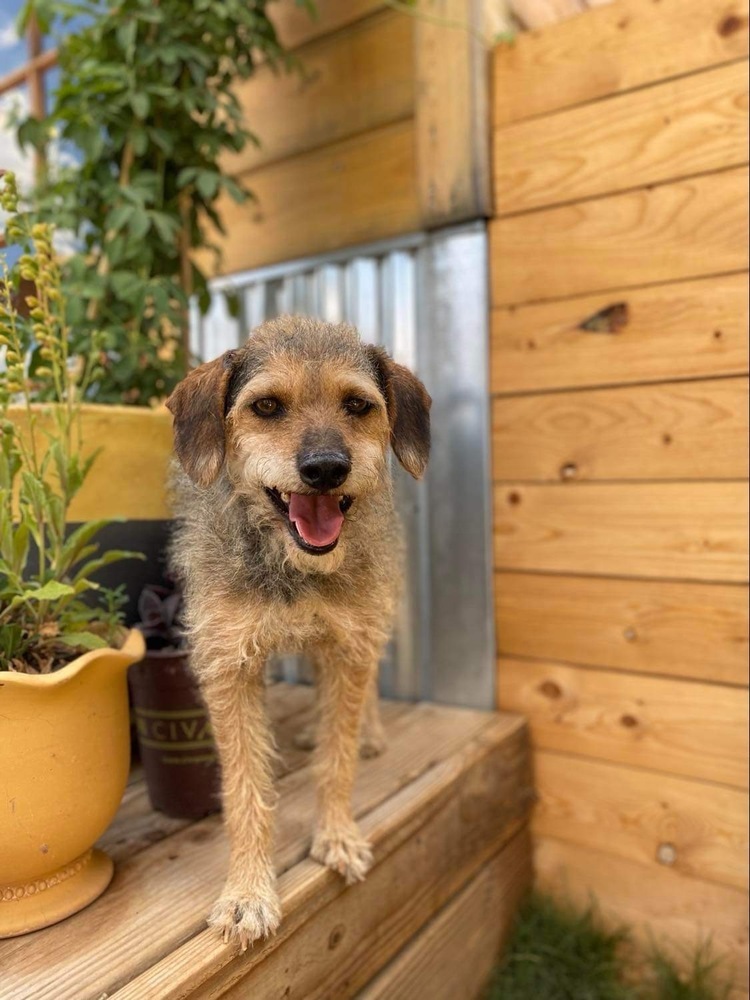 Buddy, an adoptable Welsh Terrier in Hereford, AZ, 85615 | Photo Image 1