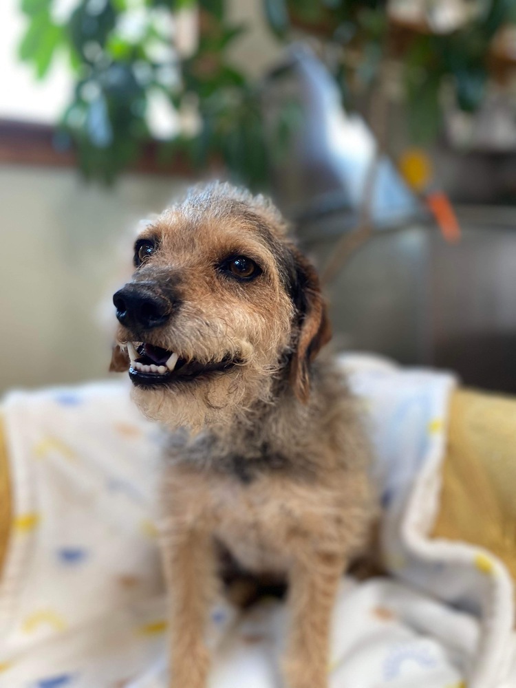 Buddy, an adoptable Welsh Terrier in Hereford, AZ, 85615 | Photo Image 2