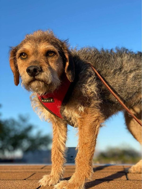 Buddy, an adoptable Welsh Terrier in Hereford, AZ, 85615 | Photo Image 3