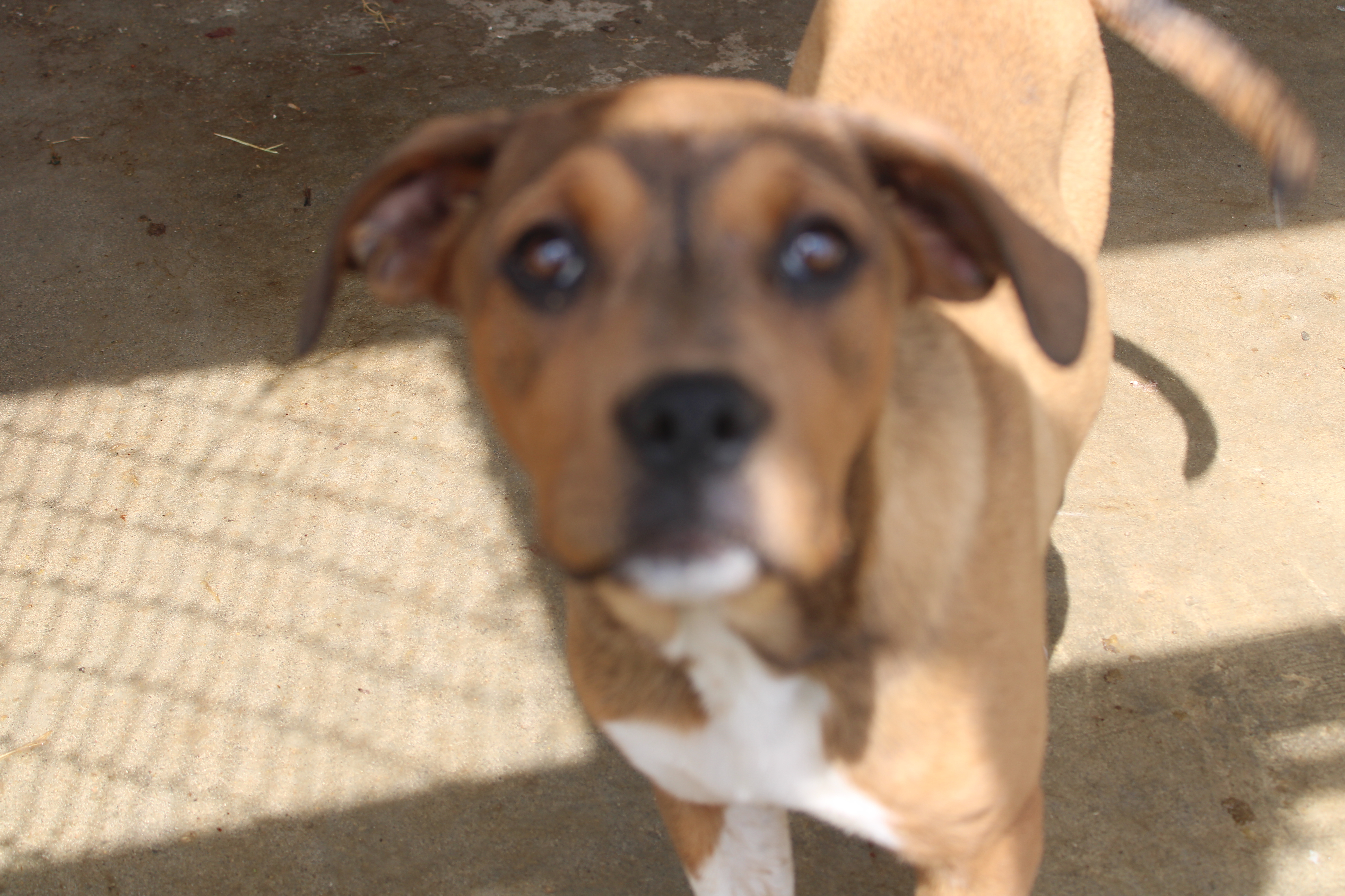 Candy and Sandy, an adoptable Pit Bull Terrier, Coonhound in Zaleski, OH, 45698 | Photo Image 1