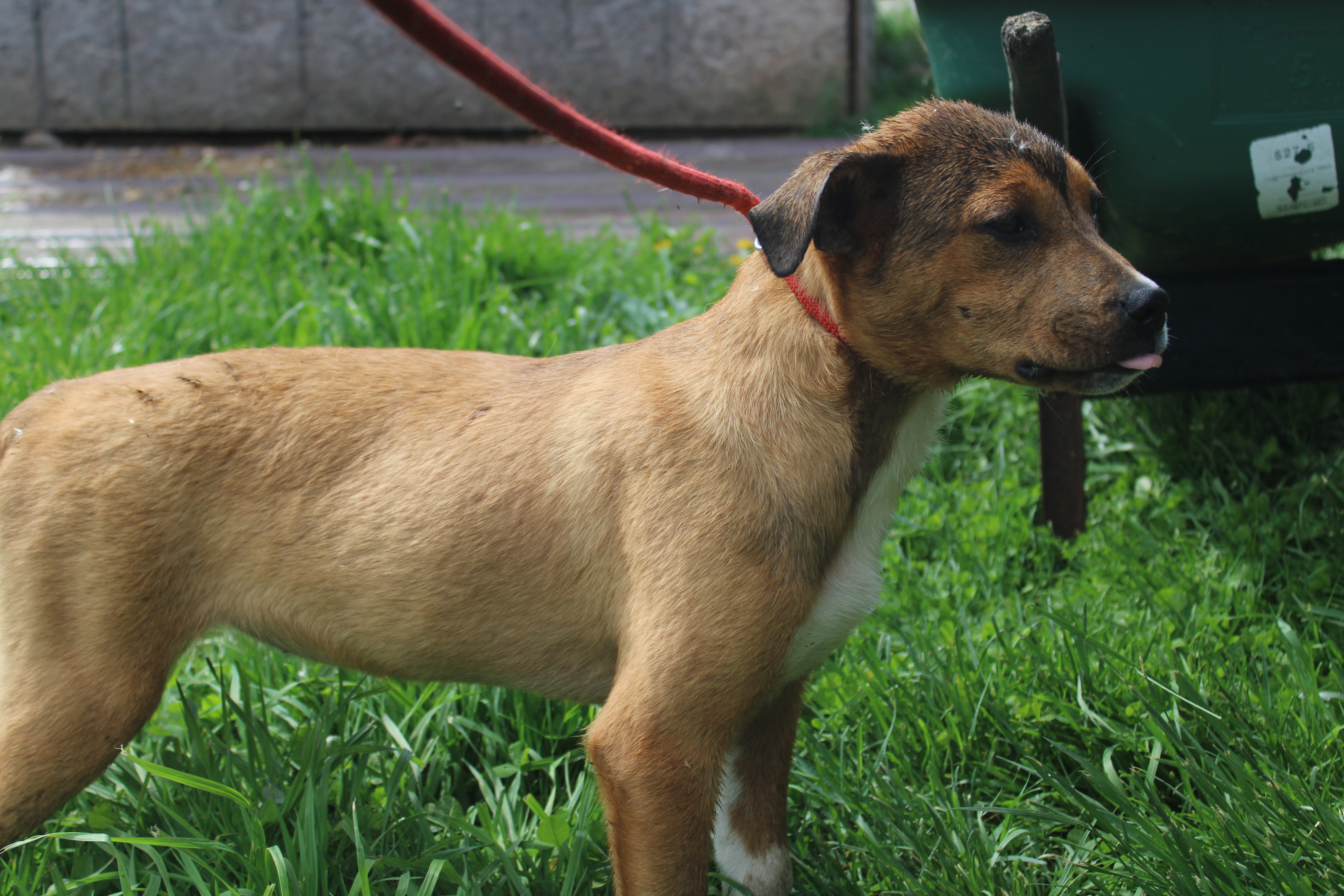 Candy and Sandy, an adoptable Pit Bull Terrier, Coonhound in Zaleski, OH, 45698 | Photo Image 3