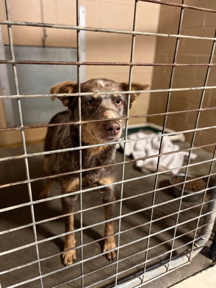 forståelse Kirurgi fort Dog for adoption - Marla, an Australian Cattle Dog / Blue Heeler Mix in  Russellville, KY | Petfinder
