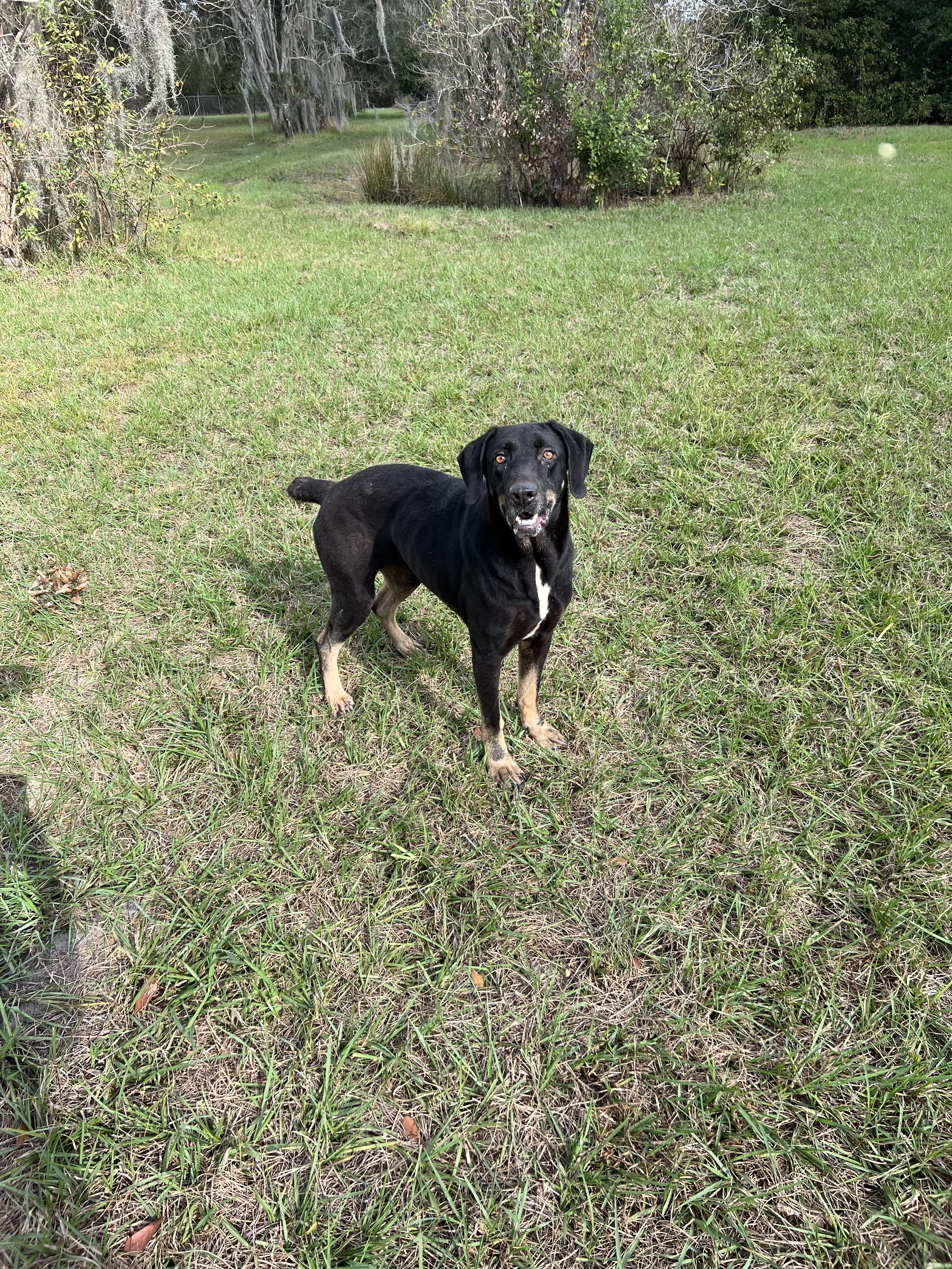 Titan and Jasmine, an adoptable German Shepherd Dog, Black and Tan Coonhound in Oviedo, FL, 32765 | Photo Image 2