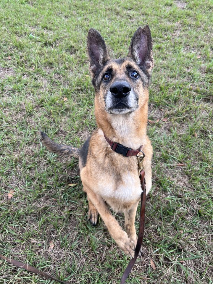 Coonhound and german shepherd hot sale mix