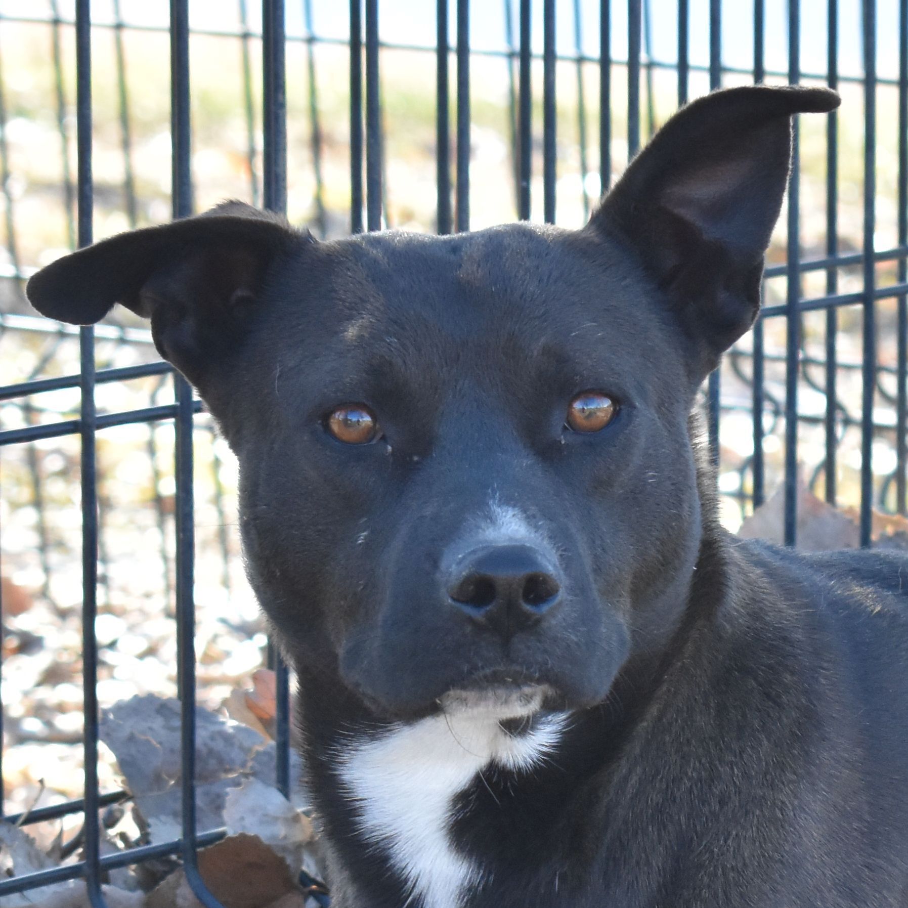 Gaby, an adoptable Mixed Breed in Auburn, NE, 68305 | Photo Image 1