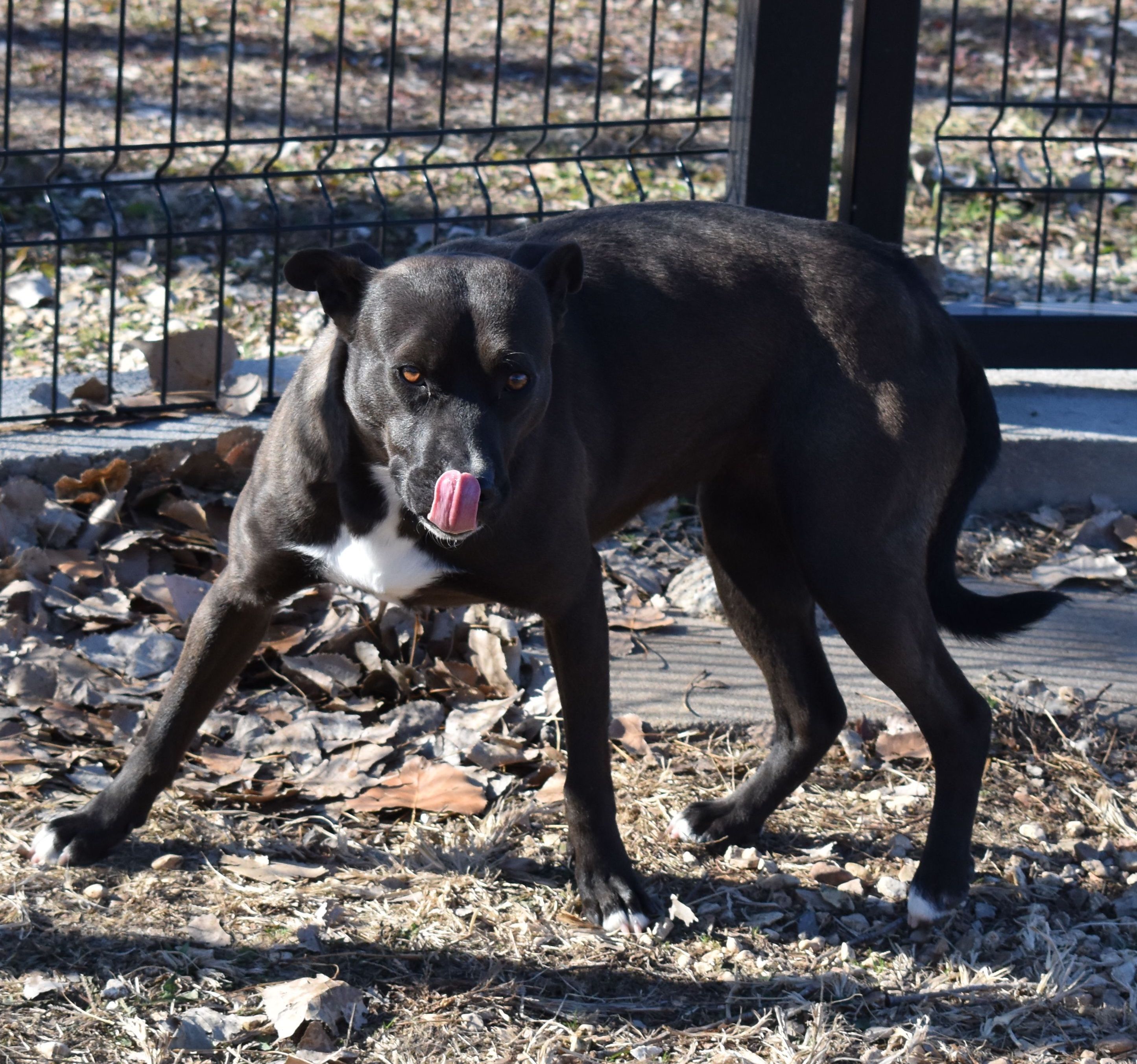 Gaby, an adoptable Mixed Breed in Auburn, NE, 68305 | Photo Image 2