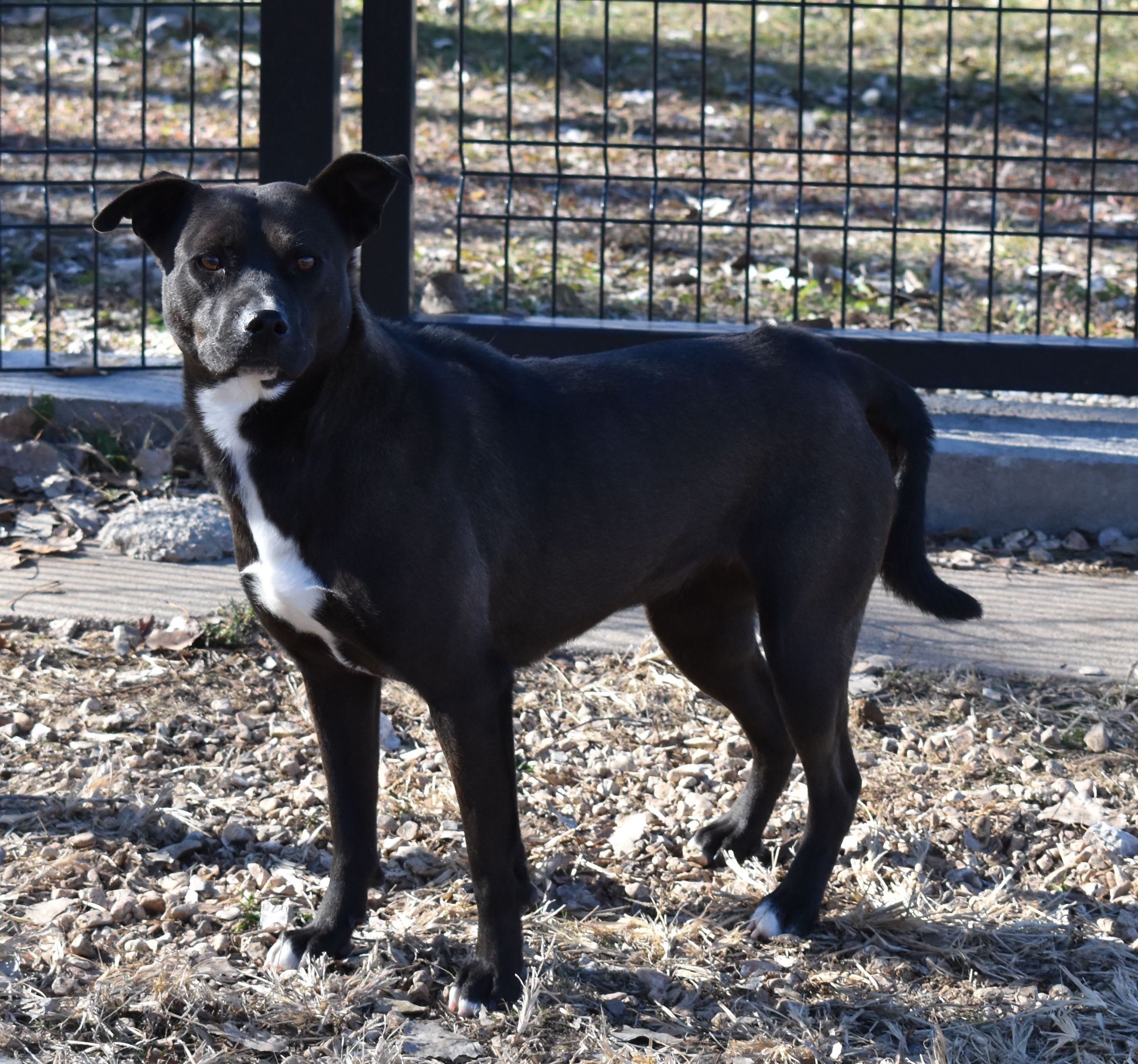 Gaby, an adoptable Mixed Breed in Auburn, NE, 68305 | Photo Image 3
