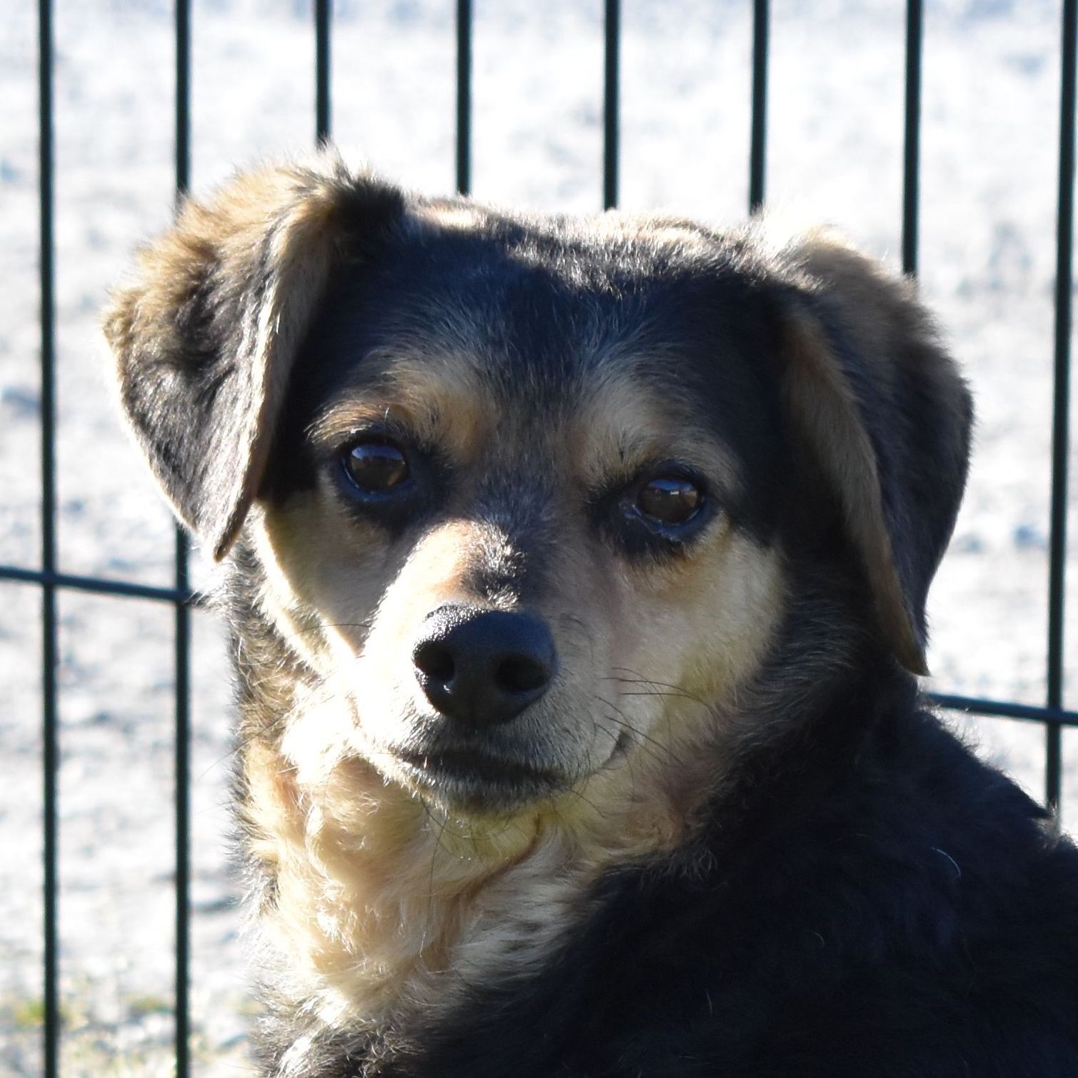 Denver, an adoptable Beagle in Auburn, NE, 68305 | Photo Image 1