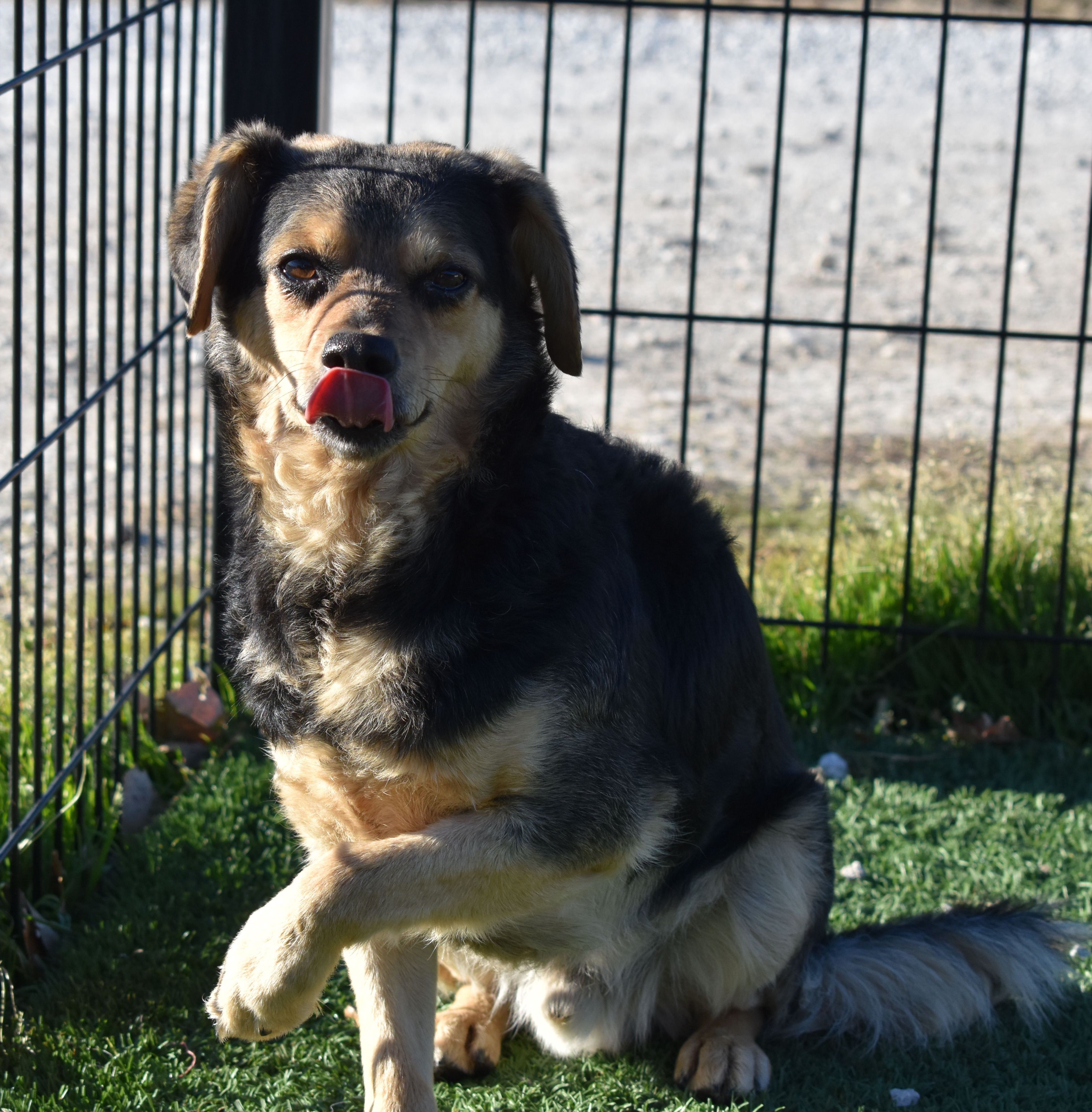 Denver, an adoptable Beagle in Auburn, NE, 68305 | Photo Image 2