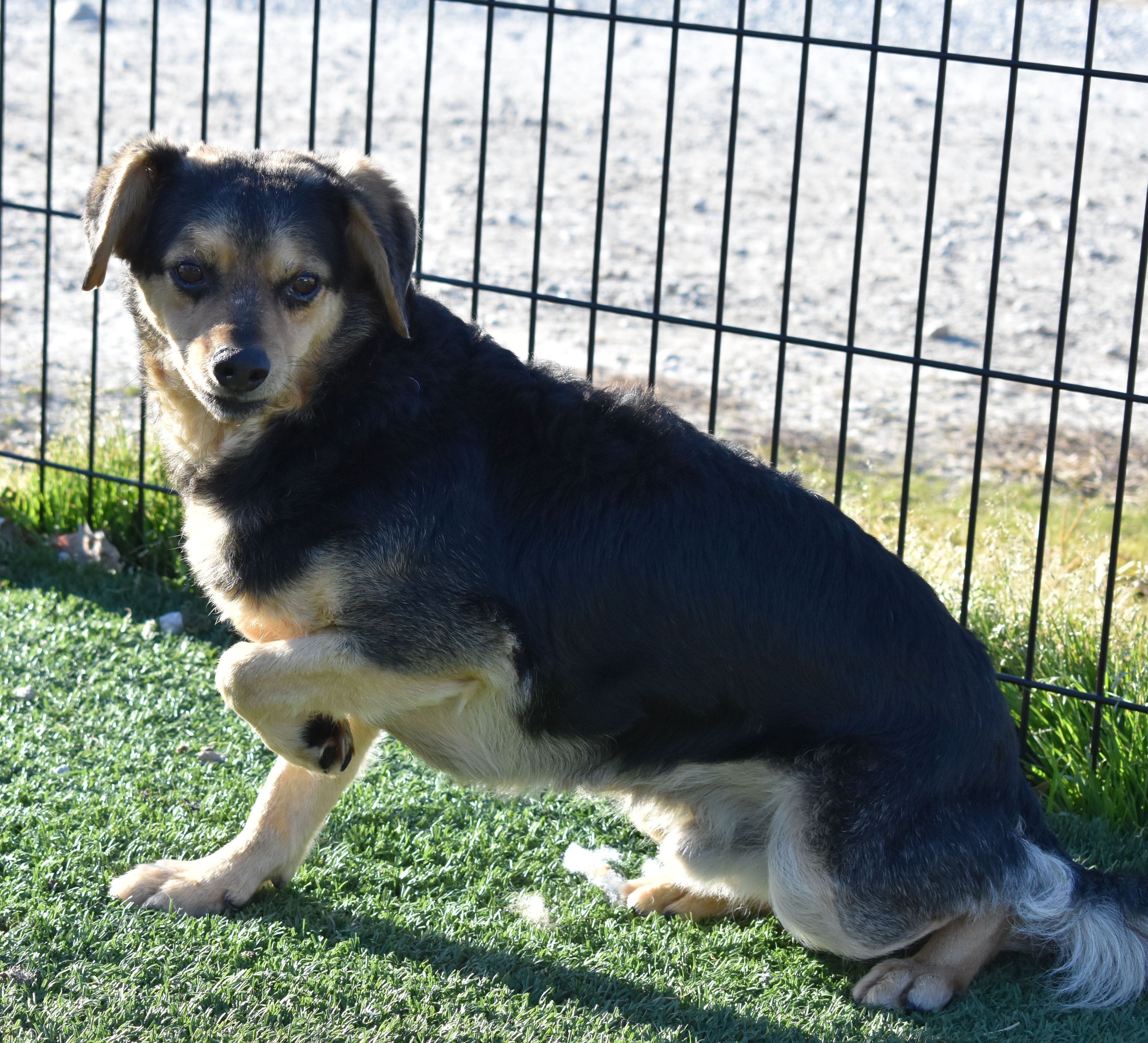 Denver, an adoptable Beagle in Auburn, NE, 68305 | Photo Image 3
