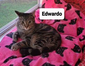 Edwardo