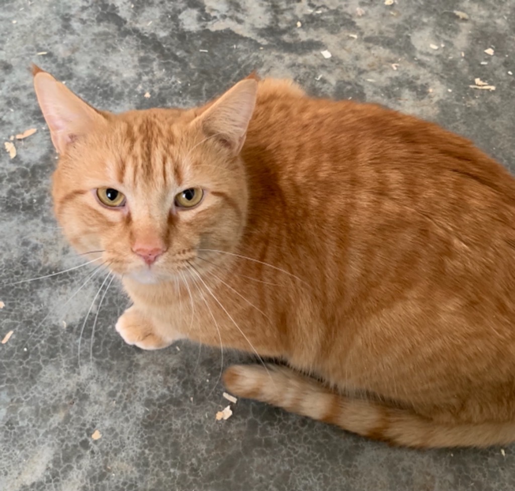 Woody, an adoptable Domestic Short Hair in Brainardsville, NY, 12915 | Photo Image 1