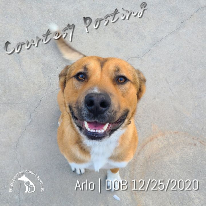 Arlo CP202166, an adoptable Shepherd & German Shepherd Dog Mix in Lomita, CA_image-1