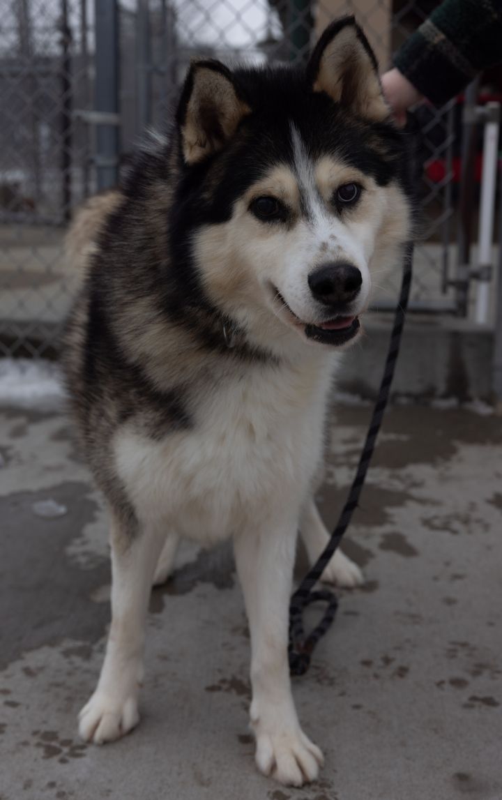 Winter, an adoptable Siberian Husky Mix in Naperville, IL_image-2