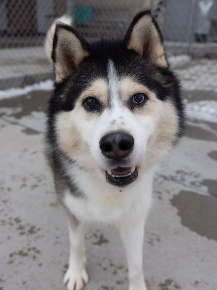Winter, an adoptable Siberian Husky Mix in Naperville, IL_image-3