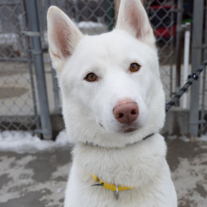 Kiba, an adopted Husky Mix in Naperville, IL_image-1