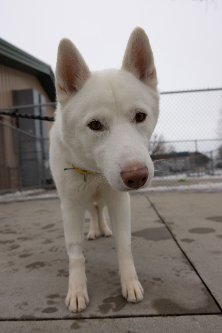 Kiba, an adoptable Husky Mix in Naperville, IL_image-3