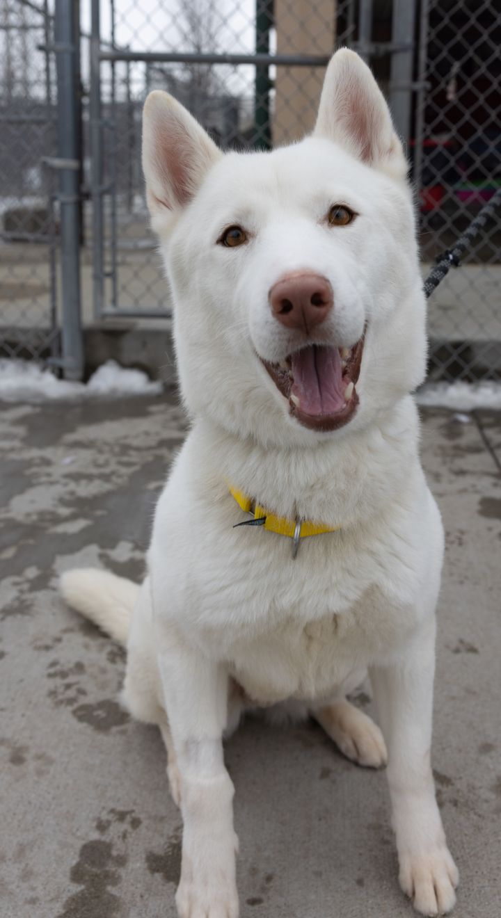 Kiba, an adopted Husky Mix in Naperville, IL_image-4