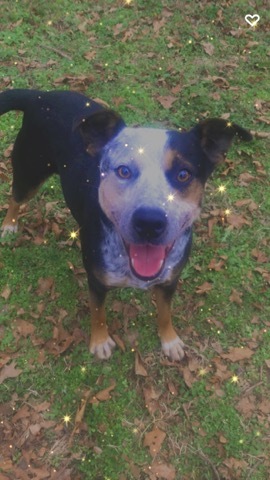 Compo, an adoptable Australian Cattle Dog / Blue Heeler in Tahlequah, OK, 74465 | Photo Image 3
