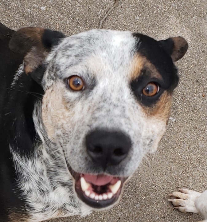 Compo, an adoptable Australian Cattle Dog / Blue Heeler in Tahlequah, OK, 74465 | Photo Image 5
