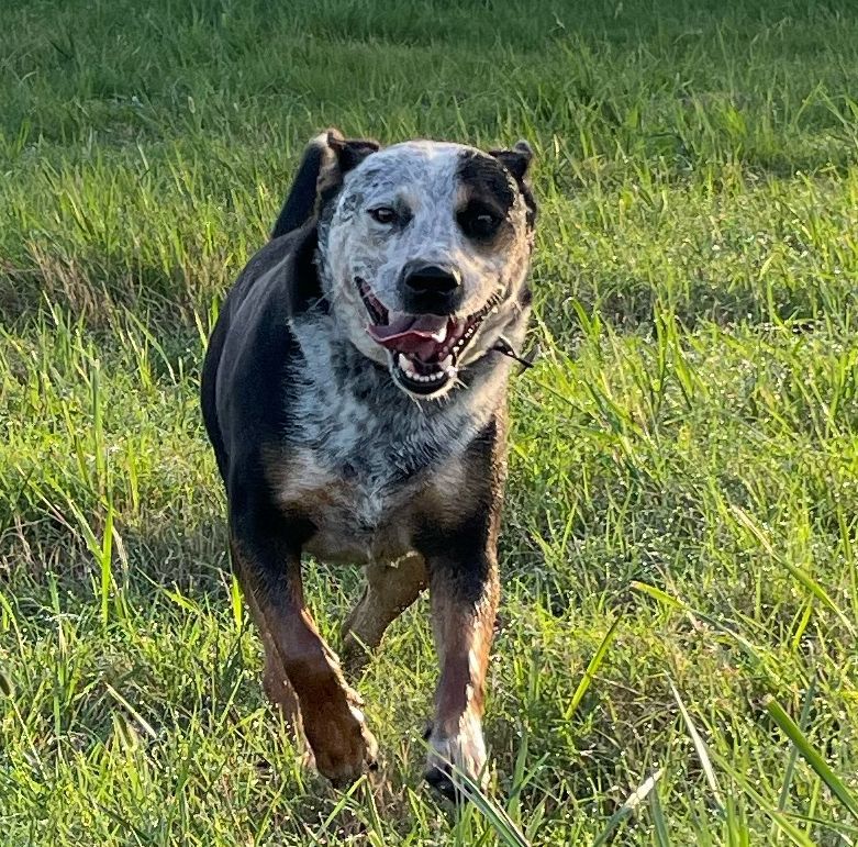 Compo, an adoptable Australian Cattle Dog / Blue Heeler in Tahlequah, OK, 74465 | Photo Image 1
