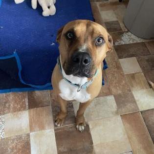 Gus, an adoptable Boxer in Houston, TX_image-4