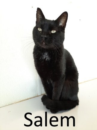 Salem, an adoptable Domestic Short Hair Mix in Mountain View, AR_image-2