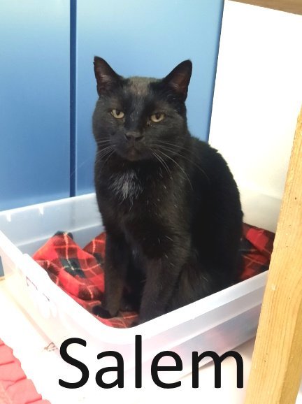 Salem 3