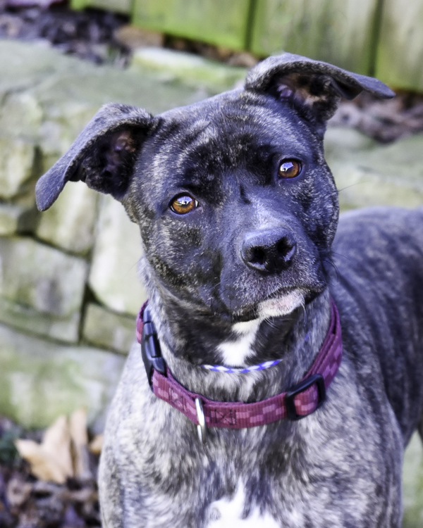 Clara, an adoptable Terrier in Versailles, KY, 40383 | Photo Image 4