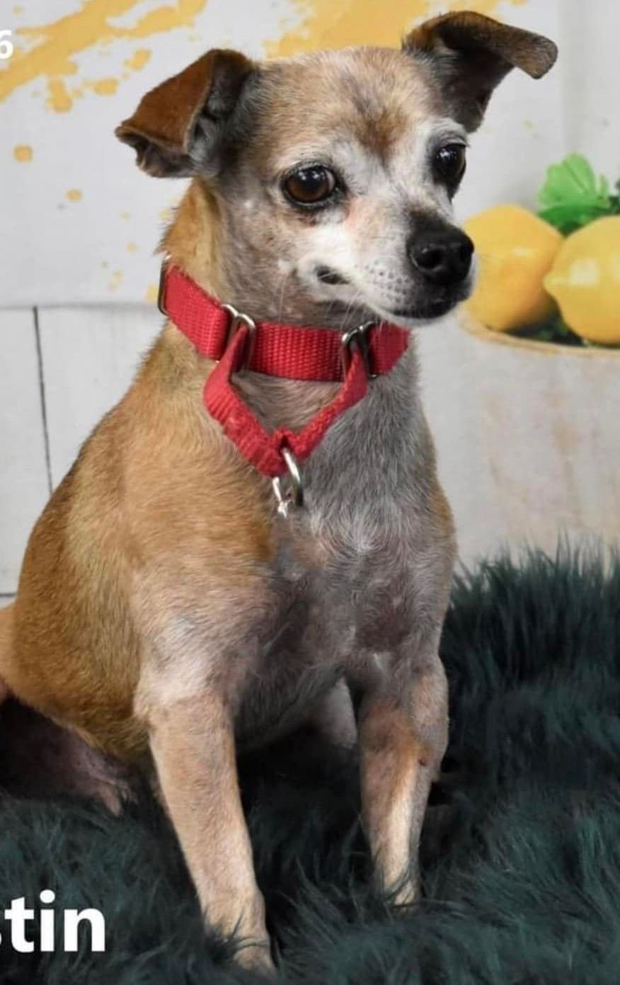 Justin, an adoptable Chihuahua in Phoenix, AZ, 85029 | Photo Image 1