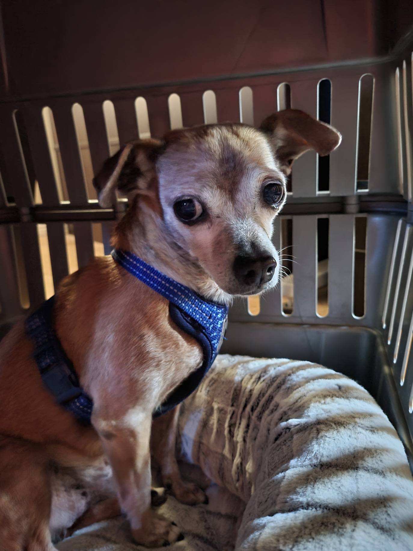 Justin, an adoptable Chihuahua in Phoenix, AZ, 85029 | Photo Image 2