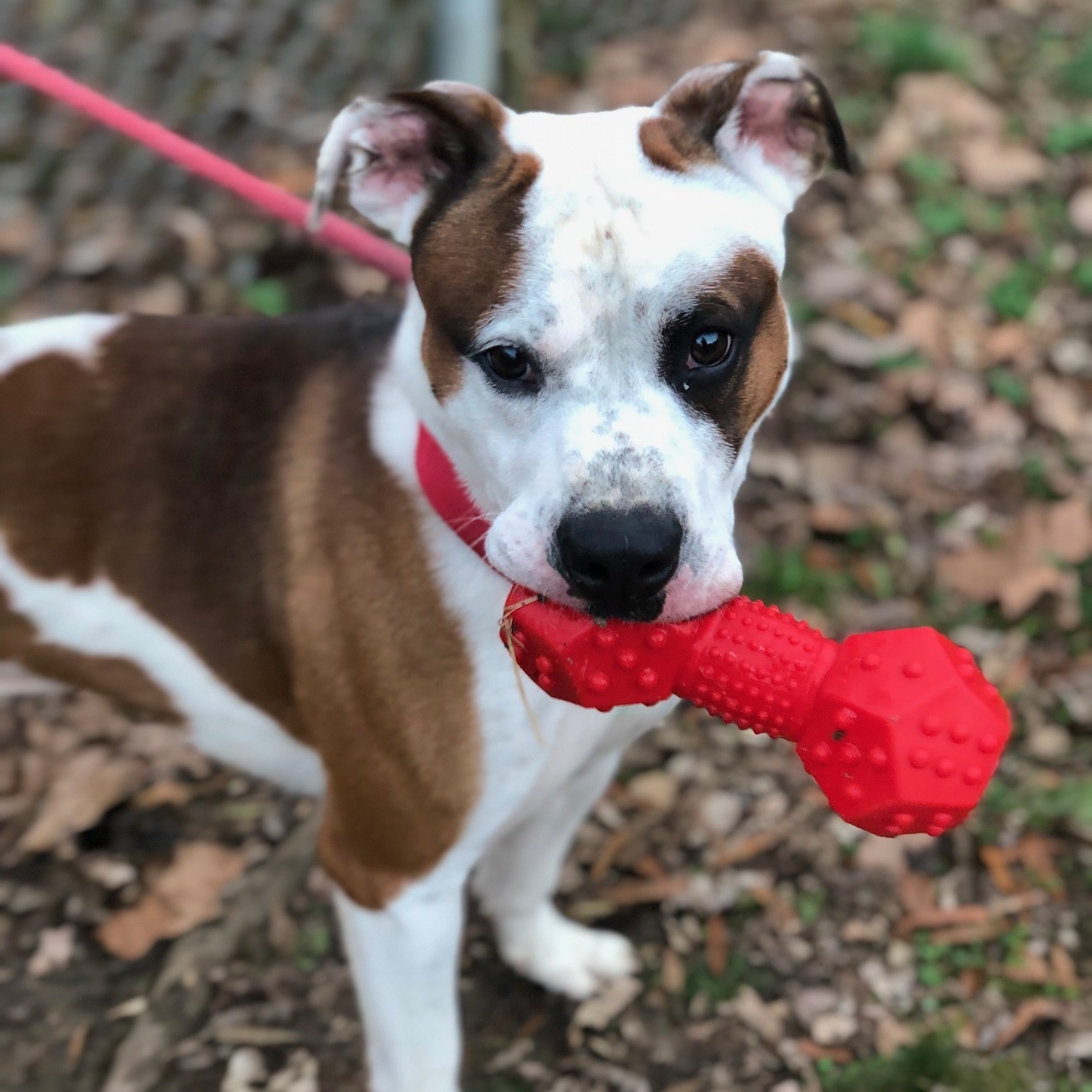 Dog for adoption - Patches, a Staffordshire Bull Terrier & Boxer Mix in ...