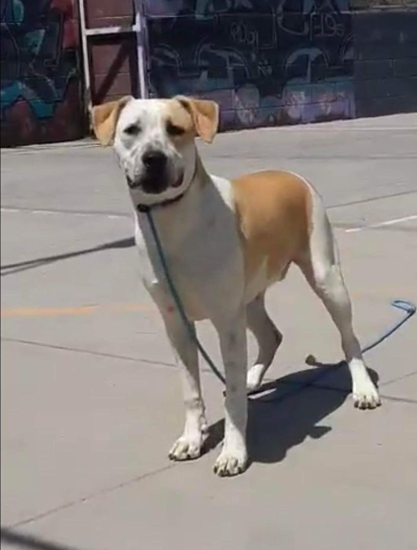 Bell , an adoptable Labrador Retriever, Pointer in San Francisco, CA, 94112 | Photo Image 1