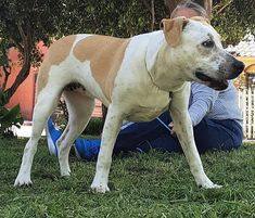 Bell , an adoptable Labrador Retriever & Pit Bull Terrier Mix in San Francisco, CA_image-2