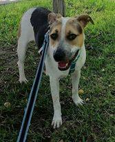 Hi everyone my name is Reno I am a 2-year-old LabradorPointerPitty mix I love making friends My