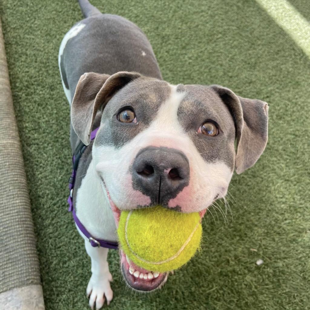 Joplin, an adoptable Pit Bull Terrier in Kanab, UT, 84741 | Photo Image 1