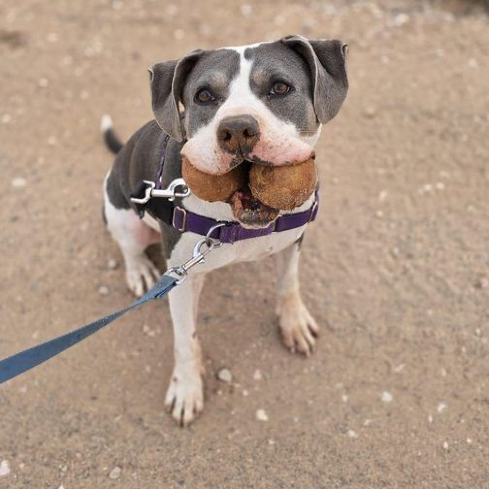 Joplin, an adoptable Pit Bull Terrier in Kanab, UT, 84741 | Photo Image 2