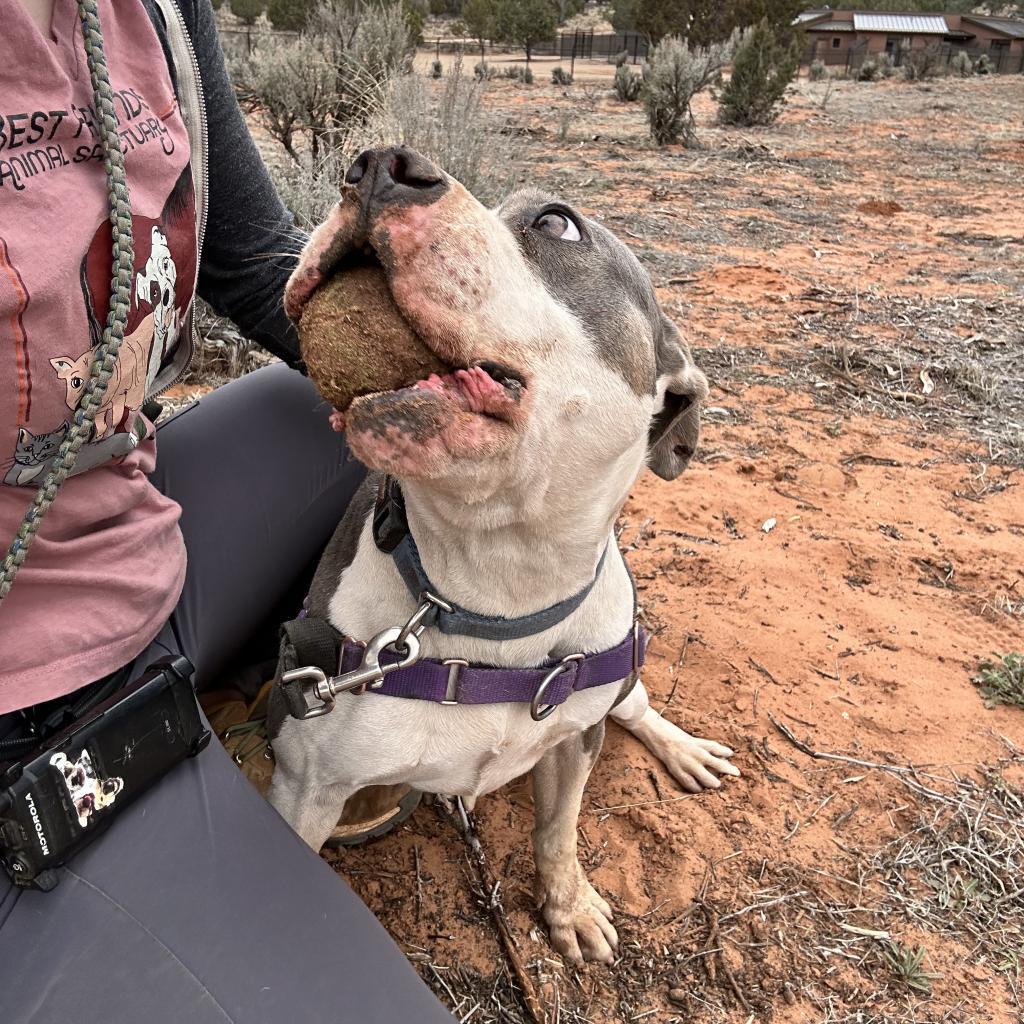 Joplin, an adoptable Pit Bull Terrier in Kanab, UT, 84741 | Photo Image 3