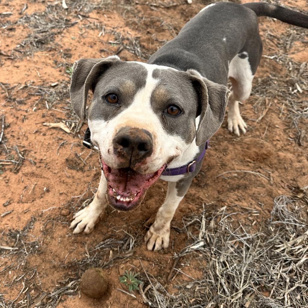 Joplin, an adoptable Pit Bull Terrier in Kanab, UT, 84741 | Photo Image 4