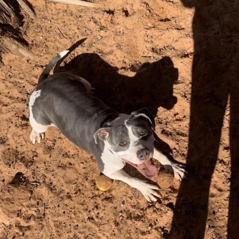 Joplin, an adoptable Pit Bull Terrier in Kanab, UT, 84741 | Photo Image 4