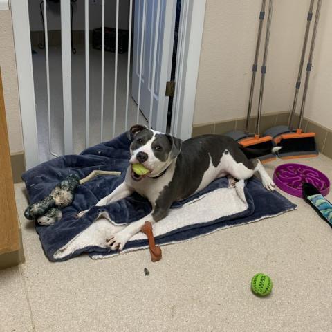 Joplin, an adoptable Pit Bull Terrier in Kanab, UT, 84741 | Photo Image 5