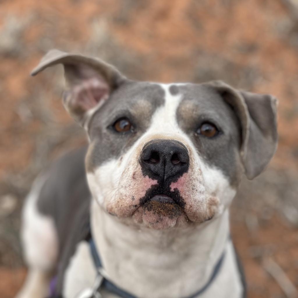 Joplin, an adoptable Pit Bull Terrier in Kanab, UT, 84741 | Photo Image 5