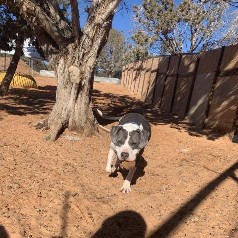 Joplin, an adoptable Pit Bull Terrier in Kanab, UT, 84741 | Photo Image 6