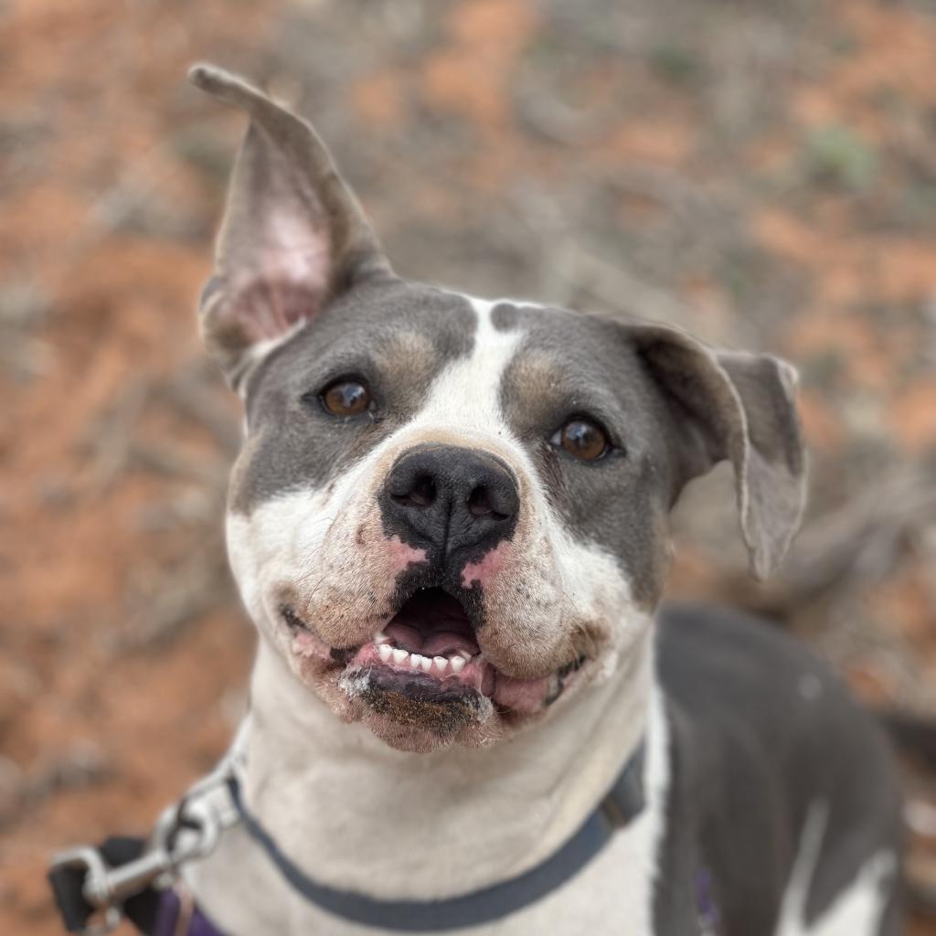 Joplin, an adoptable Pit Bull Terrier in Kanab, UT, 84741 | Photo Image 6