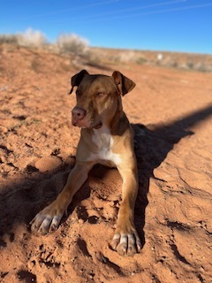 JJ, an adoptable Pit Bull Terrier, Labrador Retriever in Page, AZ, 86040 | Photo Image 1