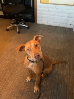 JJ, an adoptable Pit Bull Terrier, Labrador Retriever in Page, AZ, 86040 | Photo Image 2