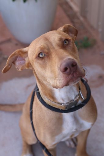 JJ, an adoptable Pit Bull Terrier & Labrador Retriever Mix in Page, AZ_image-3