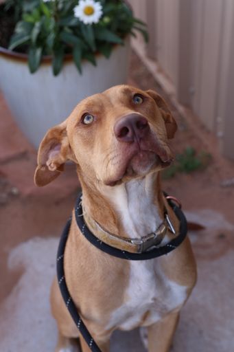 JJ, an adoptable Pit Bull Terrier & Labrador Retriever Mix in Page, AZ_image-4